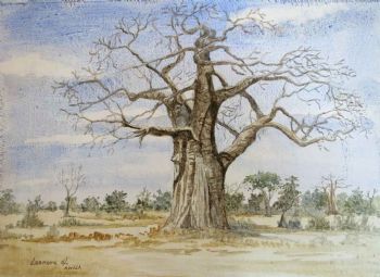 "Baobab"