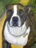"Mojo detail"