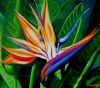 "Strelitzia"