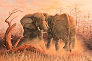 "African Duel"