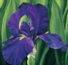 "Purple Iris"