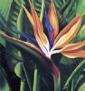 "Strelitzia Reginae"