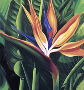 "Strelitzia Reginae"