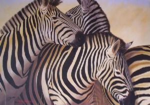 "Zebras"