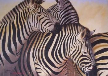 "Zebras"