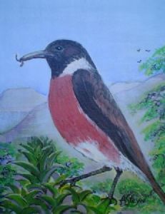 "Stonechat - Bontrokkie"