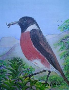 "Stonechat - Bontrokkie"