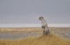 "Etosha Cheetah"