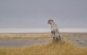 "Etosha Cheetah"