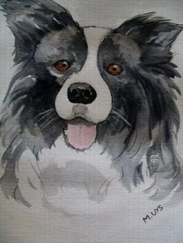 "Border Collie classic"
