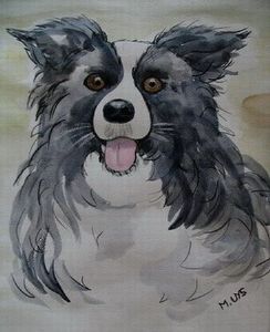 "Border Collie alert"