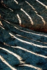 "Bark Lines"