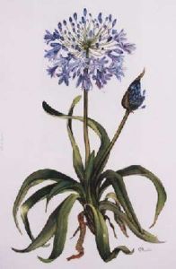 "Agapanthus"