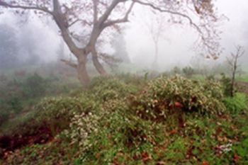 "Misty forest stream"