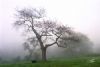 "Dog and Oak"