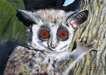 "Bushbaby"