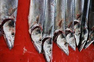 "8 Snoek"