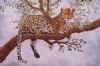 "Leopard in tree"