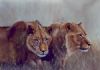 "Two young lions"