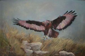 "Jackal Buzzard"