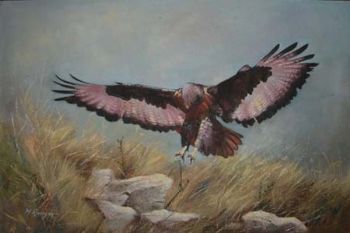 "Jackal Buzzard"