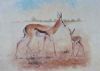 "Springbok"
