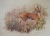 "Steenbok"