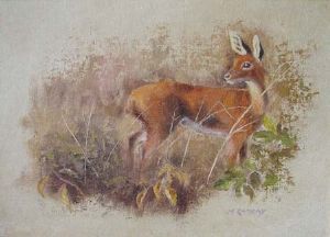 "Steenbok"