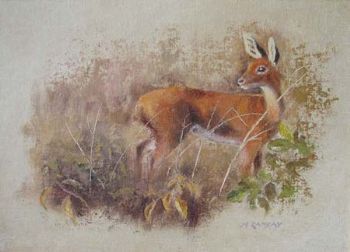 "Steenbok"