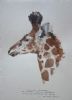 "Illustration Young Giraffe"