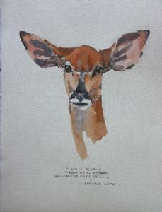 "Illustration Female Nyala"