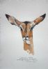 "Ilustration Female Impala"