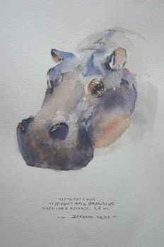 "Ill. Hippopotamus"