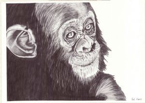 "Baby Chimp"
