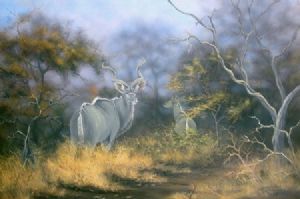 "Kudu Bull"