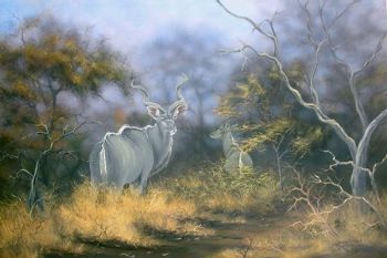 "Kudu Bull"
