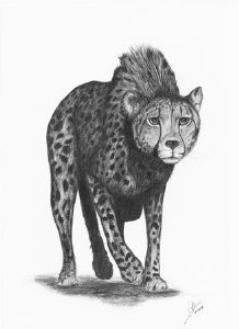 "Stalking Cheetah"