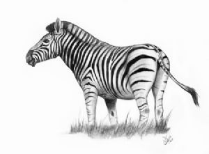 "Burchells Zebra"