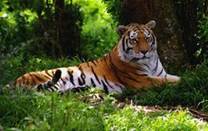 "Tiger"