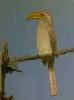 "Yellow billed Hornbill"