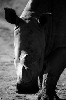 "Rhino Stance"