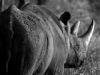 "Black Rhino"