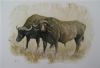 "Buffaloes 1"