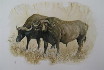 "Buffaloes 1"