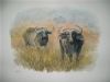 "Buffaloes 2"