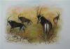 "Oribi"
