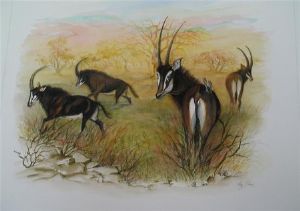 "Oribi"