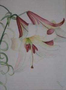 "Lily"