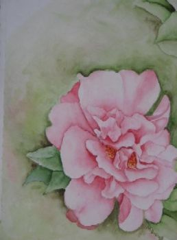 "Camelias"