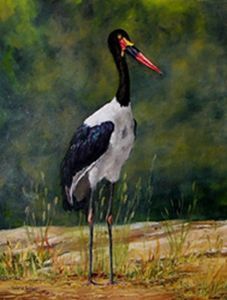 "Saddle-billed Stork (Male)"